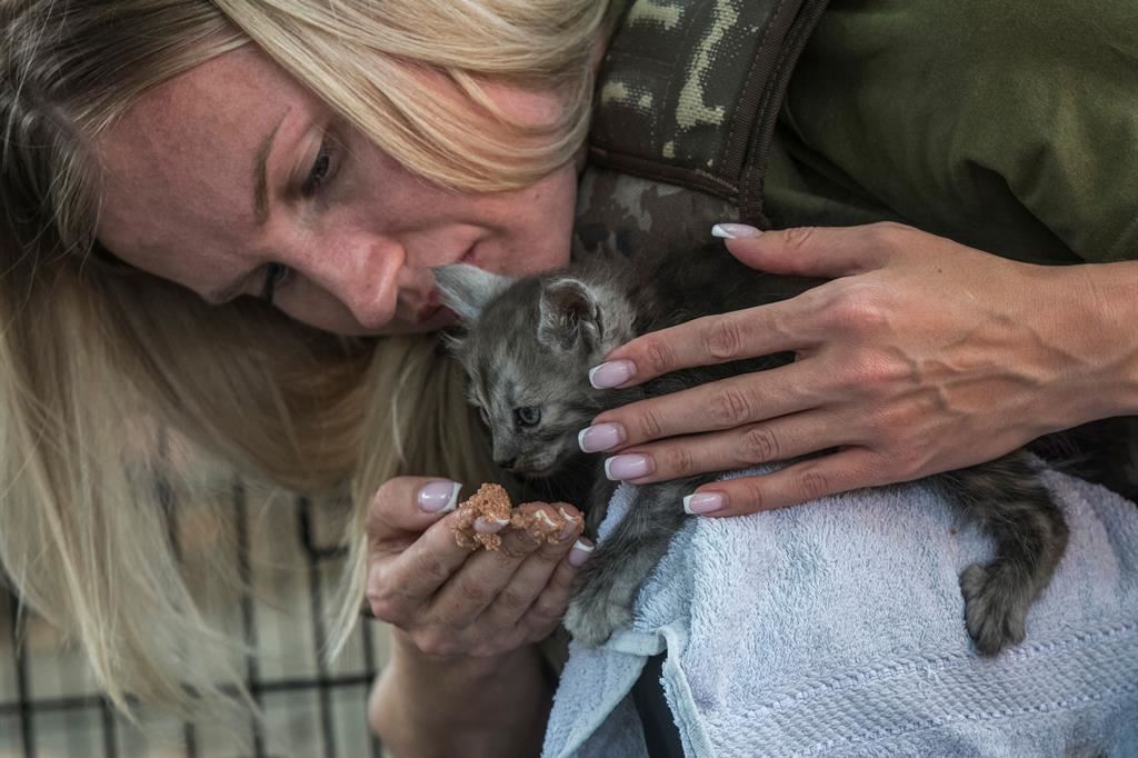 Le prime cure a un gattino salvato da una ragazza ucraina - Reuters