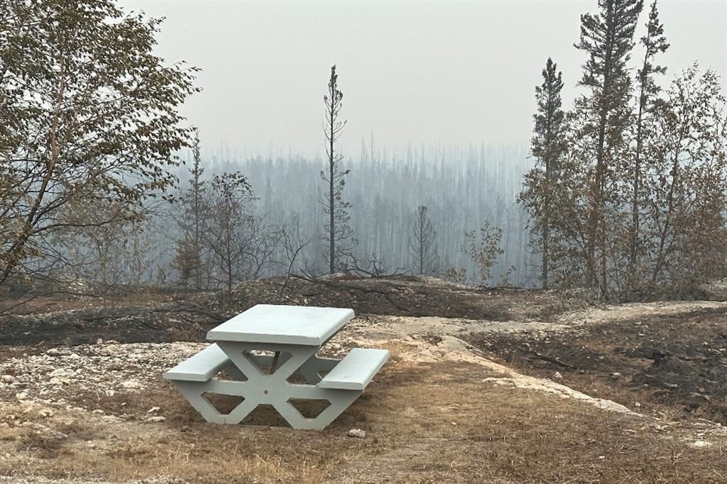 Addio ai picnic: la devastazione del bosco a Enterprise