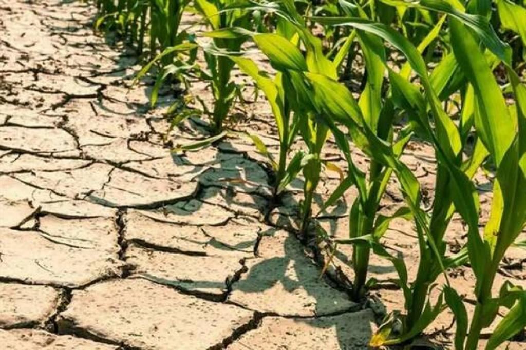 L’aumento delle temperature mette a rischio i raccolti