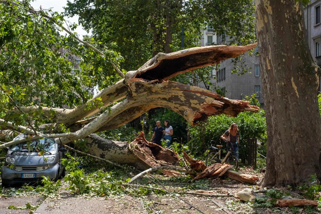 Danni ingenti. Un albero schiantato dal maltempo a Milano