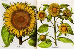 "Rara Herbaria": i semi della scienza fioriti grazie al disegno
