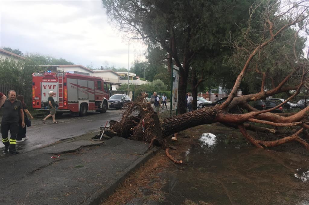 Lissone (Monza): l'albero, abbattuto dal maltempo, che ha travolto e ucciso una donna di 58 anni di nazionalità marocchina mentre andava al lavoro