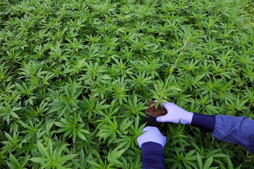 La soluzione di concedere a tutti la coltura di due piante di cannabis ignora il fatto che oggi abbiamo piante che, dallo 0,5% di principio attivo, ne contengono fino al 25%. Verranno considerate eguali?