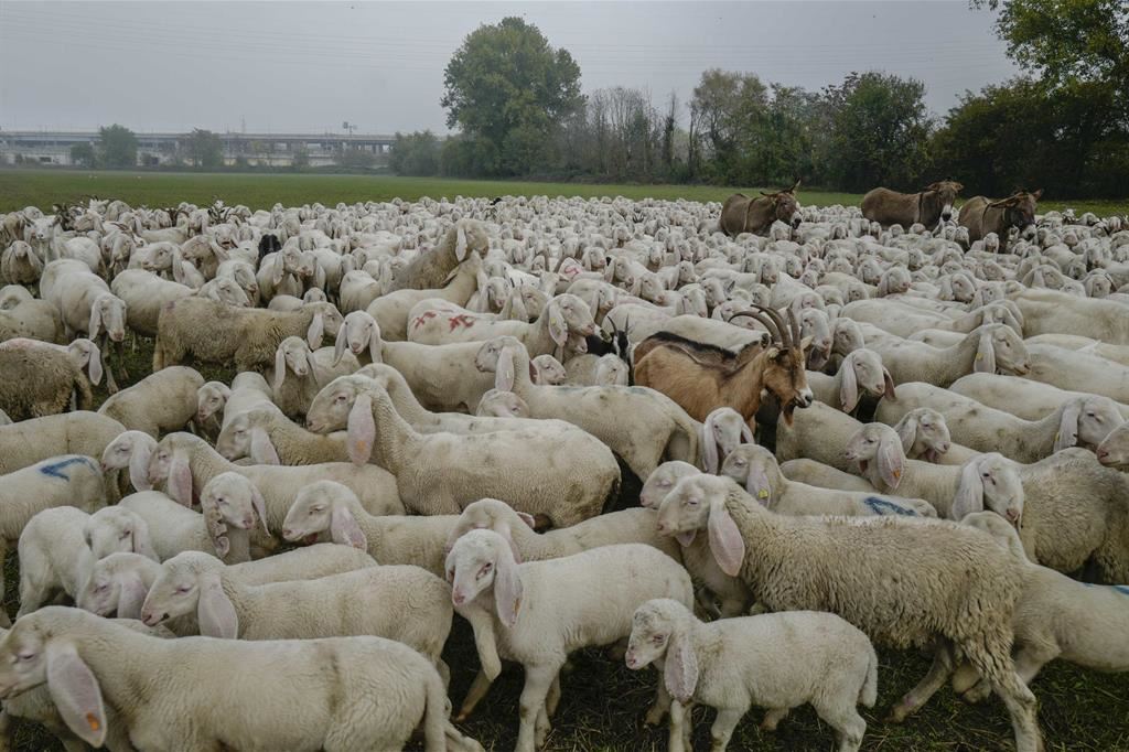 In Sardegna arrivano cento pastori kirghisi