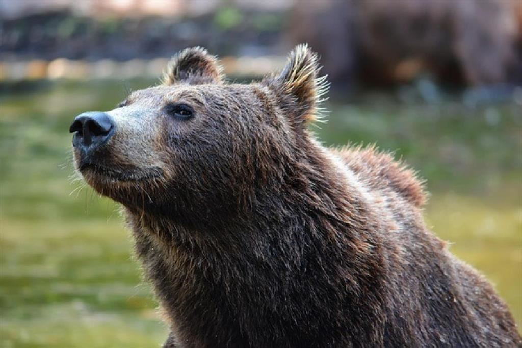 Il Tar sospende l'ordinanza di abbattimento dell'orso