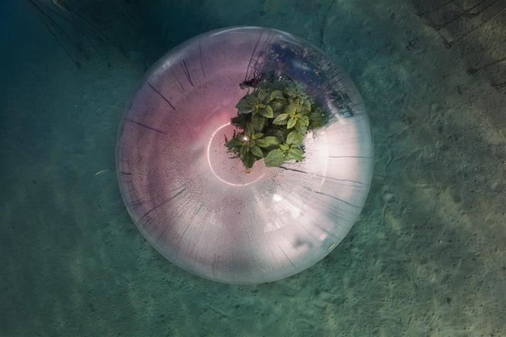 Biosfera per l'agricoltura subacquea a Noli, in Liguria