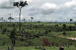 In Brasile i carburanti "bio" vengono dalla deforestazione dell'Amazzonia