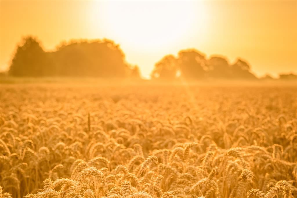 Il grano è stato il primo nome dell'economia mediterranea. Un elemento centrale per la vita di intere popolazioni, nei commerci, per le ricchezze e per le povertà di città, feudi e campagne