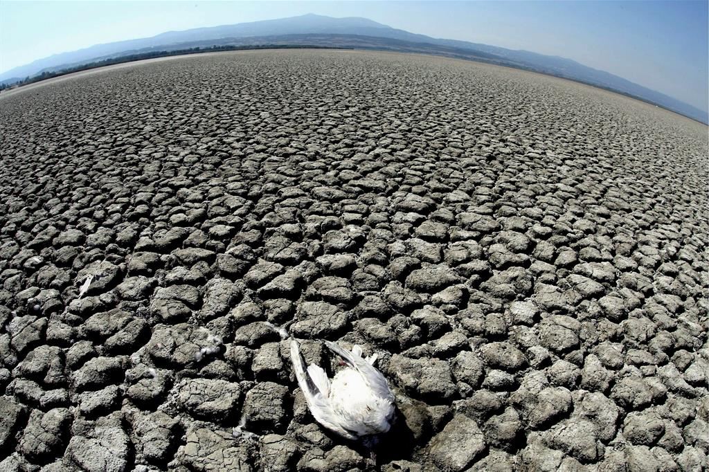 La desertificazione «globale» minaccia 168 Paesi