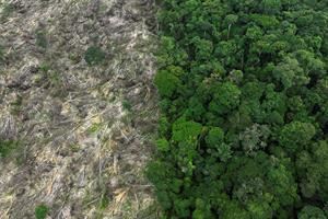 La strage dell'Amazzonia: nell'era Bolsonaro abbattuti 21 alberi al secondo