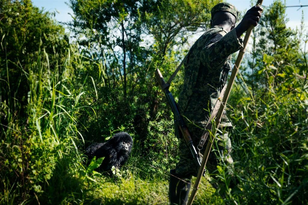 Vita sulla terra. Il Parco Nazionale del Virunga è condiviso da tre paesi: la Repubblica Democratica del Congo, il Rwanda e l’Uganda. I rispettivi governi, non senza tensioni come noto dalle vicende di questi anni per un’area di interesse economico e strategico, si stanno comunque adoperando per rispettare la biodiversità e salvaguardare le specie in via di estinzione come i gorilla di montagna e le golden monkeys. È importante osservare come il coinvolgimento di rangers, di tracciatori e di organizzazioni di turismo responsabile, oltre a generare nuove risorse economiche per la popolazione risultino indispensabili alla salvaguardia del sistema e delle specie