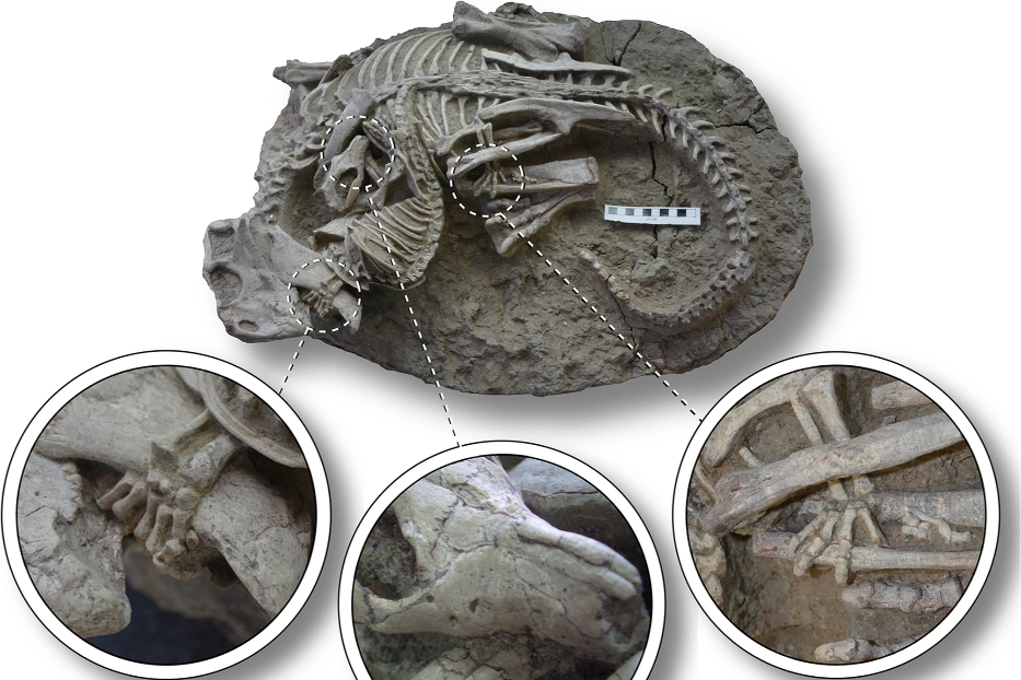 Il Repenomamus che preda il Psittacosaurus nel fossile ritrovato in Cina