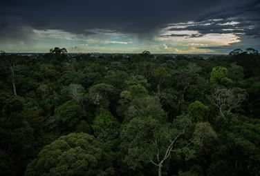 Uno stress test per l'Amazzonia: alla prova il polmone della Terra