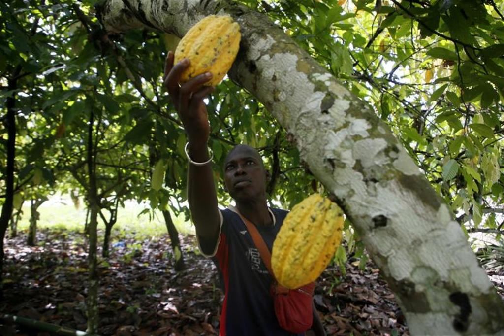 La raccolta del frutto del cacao, la cabossa