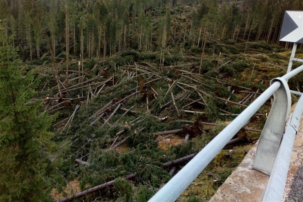 I danni ingenti causati dal vento nella zona di Carezza, in val d'Ega (Alto Adige), con un migliaio di alberi schiantati al suolo, nel novembre 2018