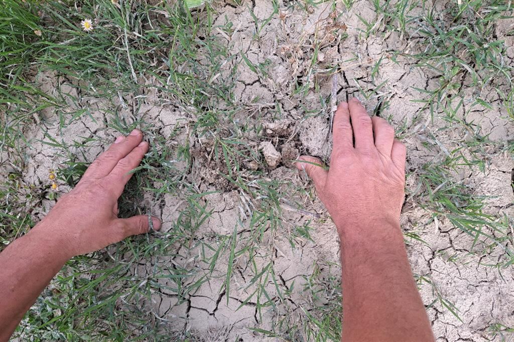 La coltre di limo e argilla che ricopre i campi nel Ravennate. In superficie secca, intrappolando sotto l'acqua che per via del caldo fa bollire le radici e le soffoca