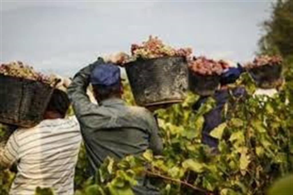 Alcuni lavoratori stranieri in agricoltura