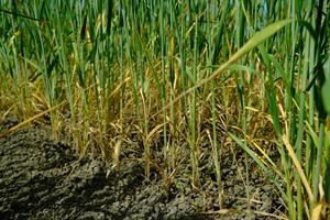 Siccità e caldo nel Sud Italia, così viene rovinata la produzione di grano