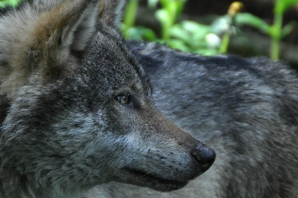 La «Messa del lupo» è contro gli animali? La Valle Strona si ribella