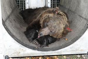 Lo stress, il trasferimento in Germania: come finirà la storia dell'orsa Jj4?