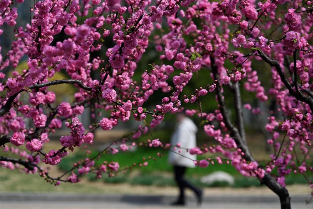 La fioritura dei ciliegi a Pechino