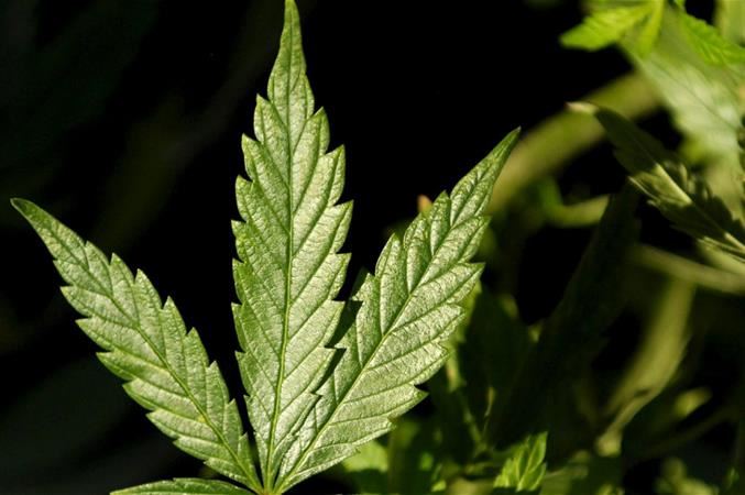 Cannabis legale: perché non è una buona idea per la salute (e non solo)