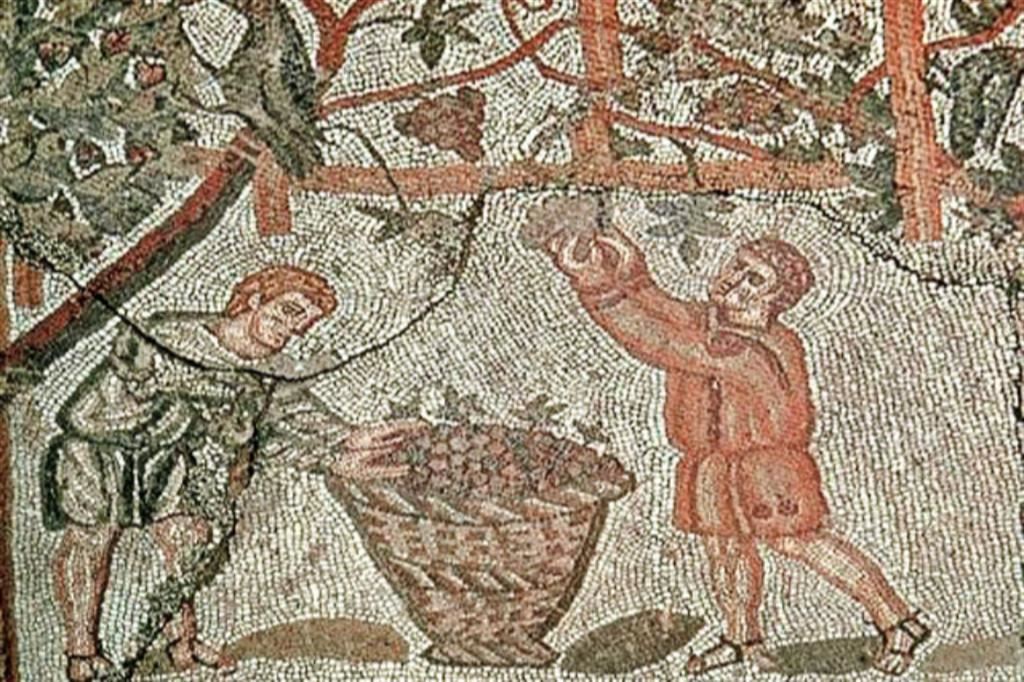 Un mosaico che rappresenta la vendemmia in epoca romana