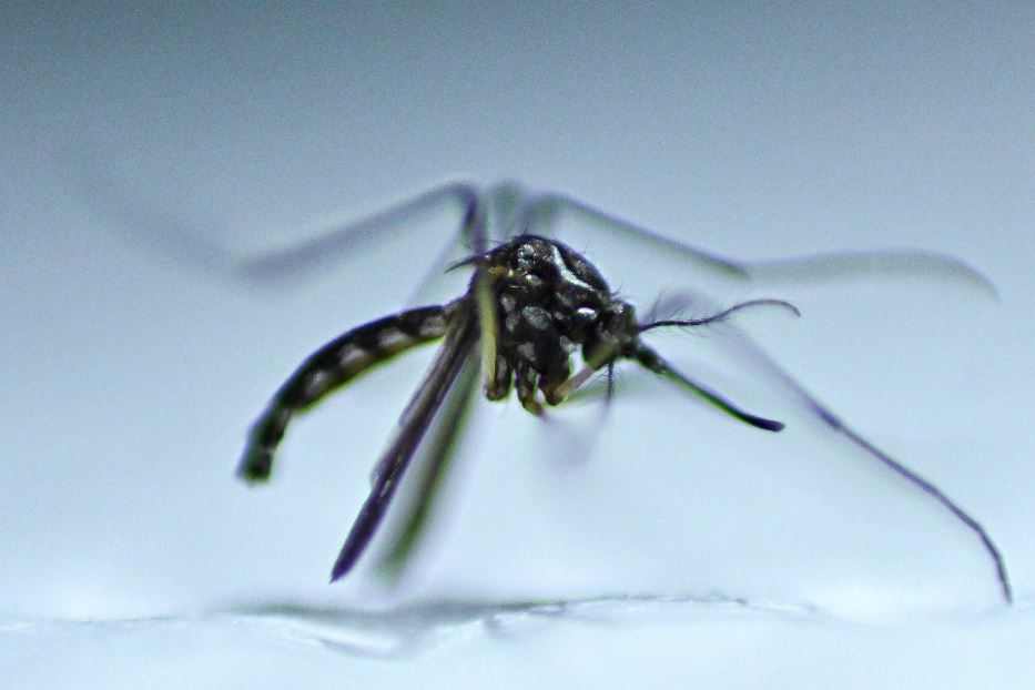 Com a dengue, a América caminha para a pior epidemia da história