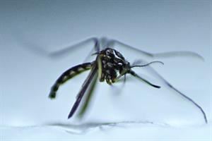 Con la dengue l’America si avvia verso la peggiore epidemia della storia