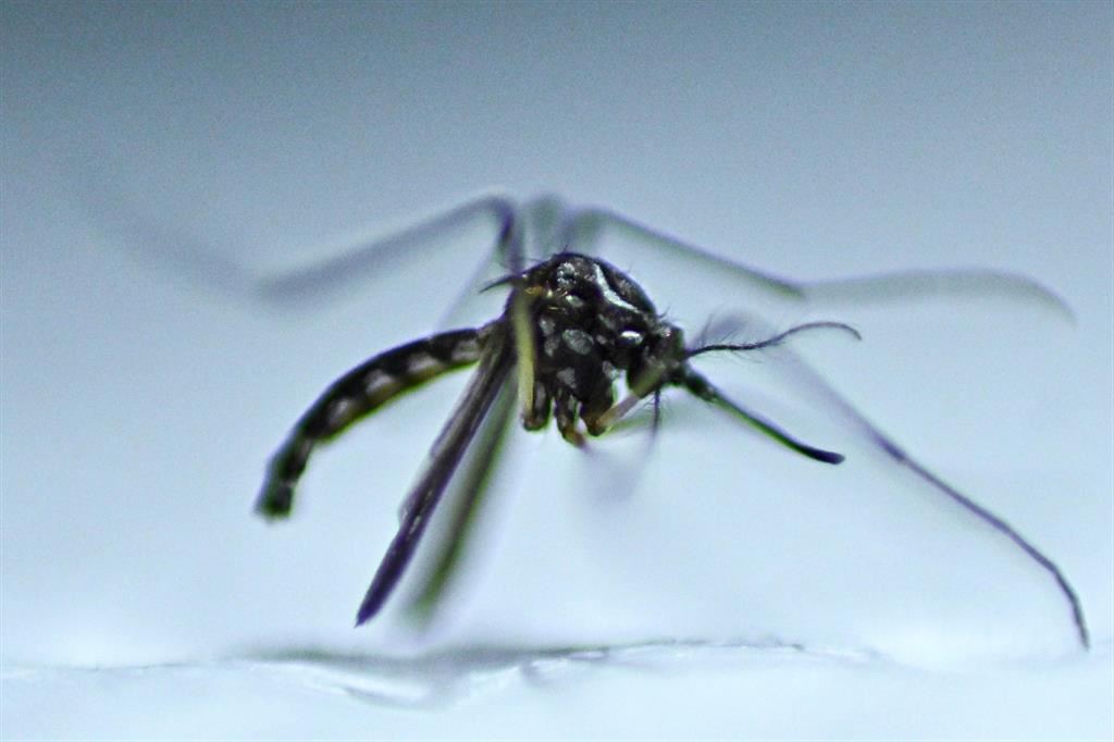Con la dengue l’America si avvia verso la peggiore epidemia della storia