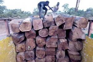 Il legno del Palissandro più pregiato viene rubato all'Africa