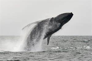Tredici dollari a testa per salvare le balene: «Così si ostacola chi vuole inquinare»