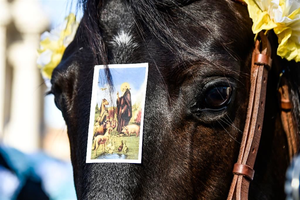 Un cavallo in piazza con l'immagine di sant'Antonio abate