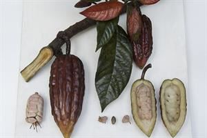 Quando è stato addomesticato il cacao? Lo svela la genetica
