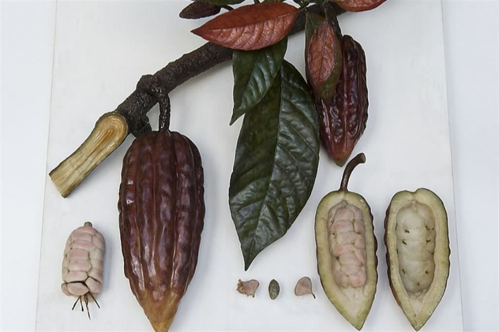 Theobroma cacao, più comunemente chiamato l'albero del cacao