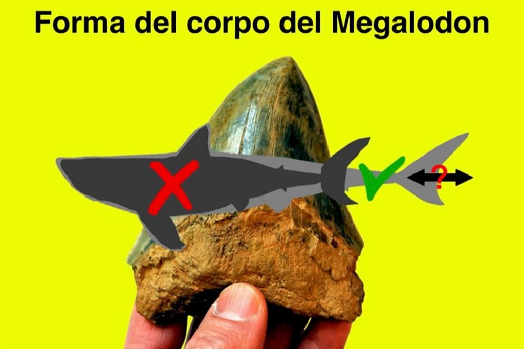 Un dente dello squalo Megalodon, raffrontato con le rappresentazioni dell'esemplare attuale, ovvero quello bianco e più piccolo, con quello preistorico