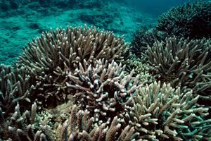Il mare più caldo sta sbiancando i coralli. È la più grave crisi di sempre