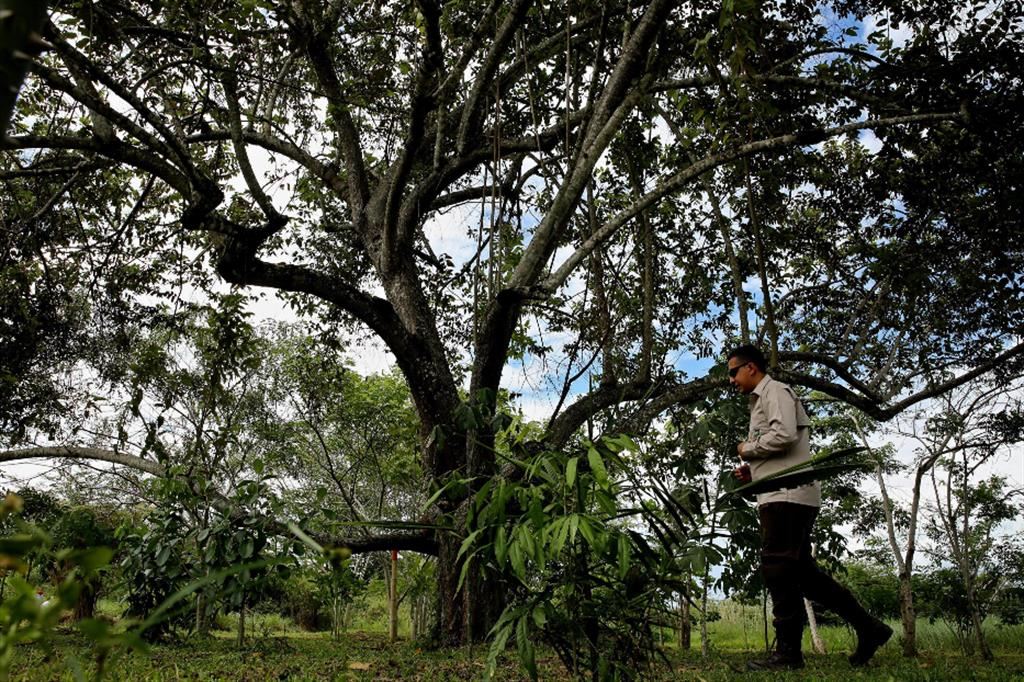 Un ricercatore nella foresta tropicale colombiana
