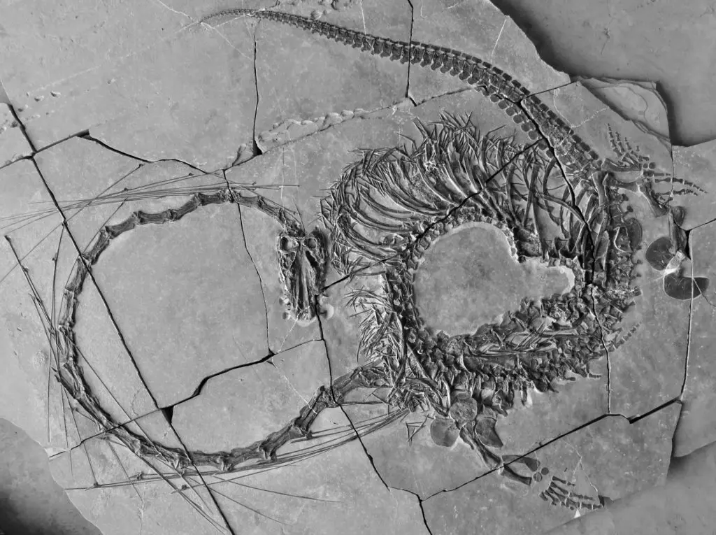 Il fossile ritrovato nel mar della Cina che custodisce i resti di una specie di drago