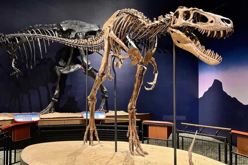 Lo scheletro del Nanotyrannus "Jane", al Burpee Museum of Natural