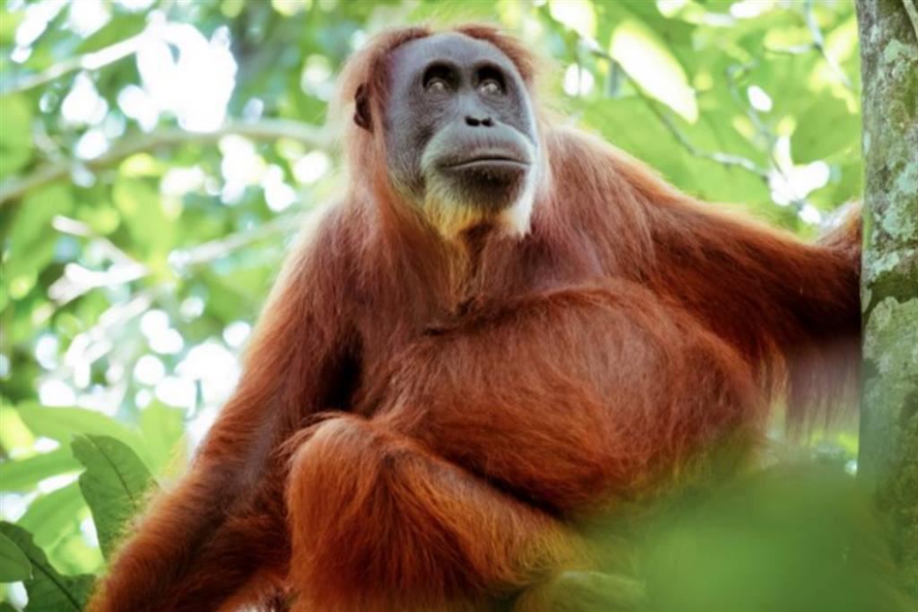Una femmina di orango di Sumatra, specie a rischio estinzione