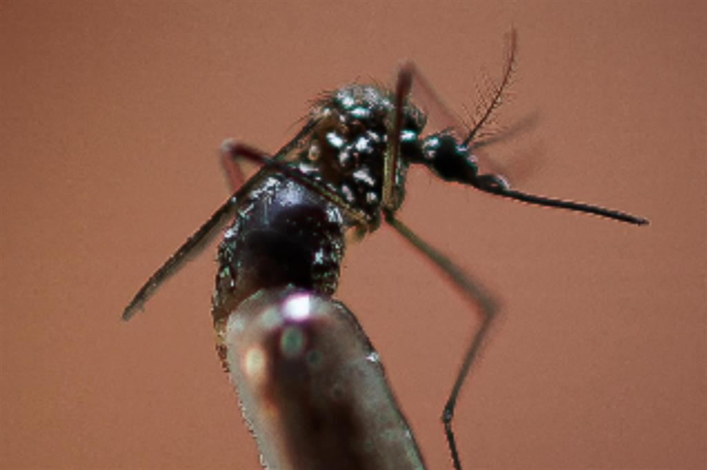 Un'immagine della zanzara della specie Aedes responsabile della trasmissione della Dengue