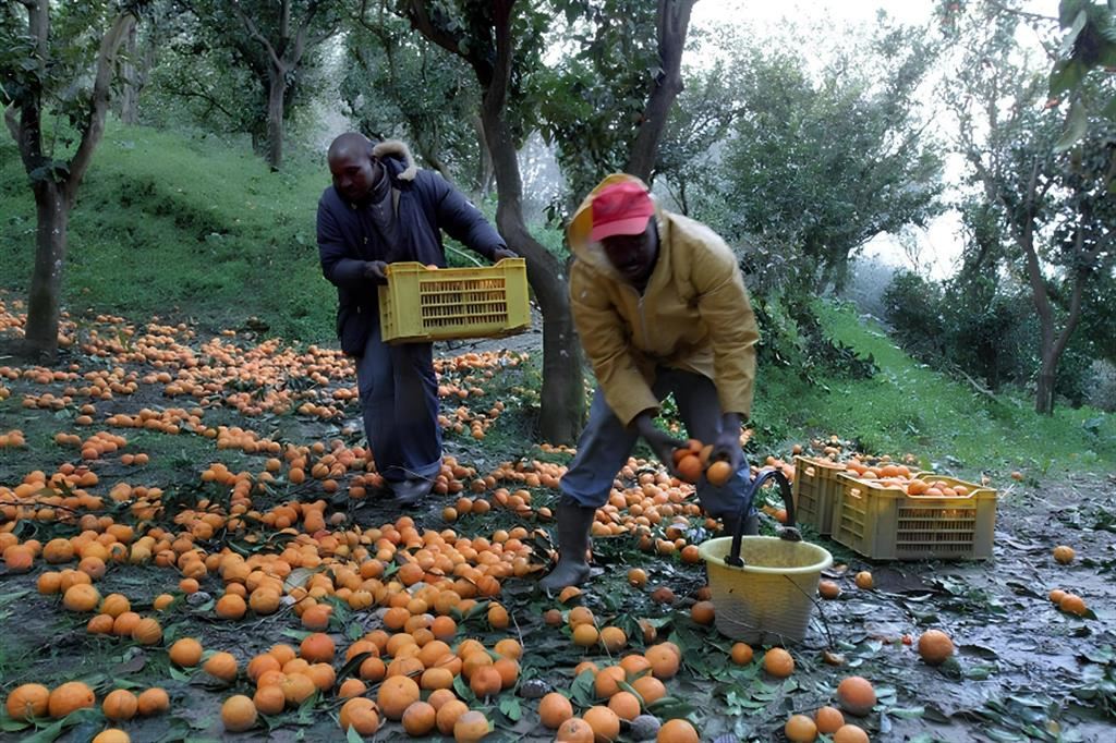 Raccoglitori di arance