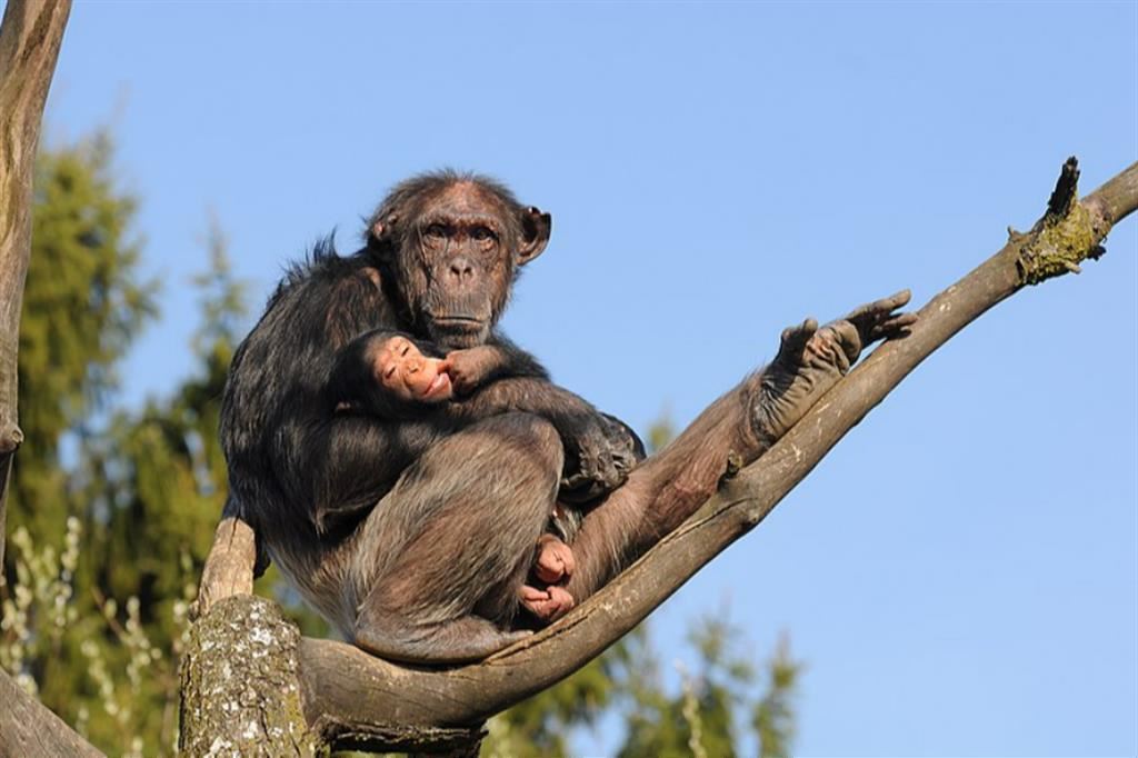 Una mamma scimpanzè con il suo cucciolo