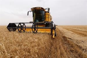 Con i prezzi alti di mais, grano e riso le migliori aziende italiane rischiano