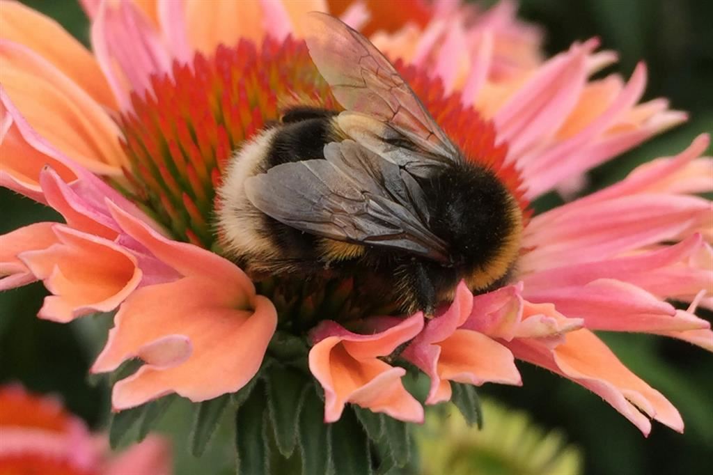 I bombi, insetti impollinatori della famiglia delle api, sono a rischio estinzione per colpa del surriscaldamento del pianeta
